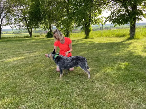 Hlídání psů - pejsek na zahradě