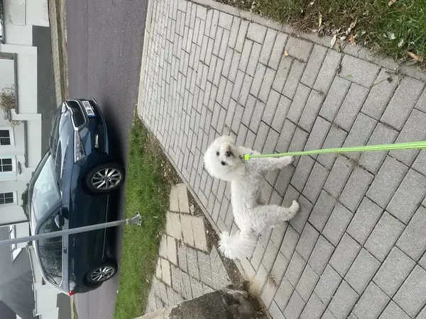 Hlídání psů - pejsek na zahradě